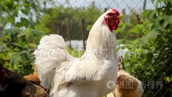 免费的野鸡在农场的院子里游荡视频