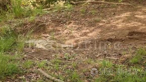 鳄鱼躺在泥土上视频