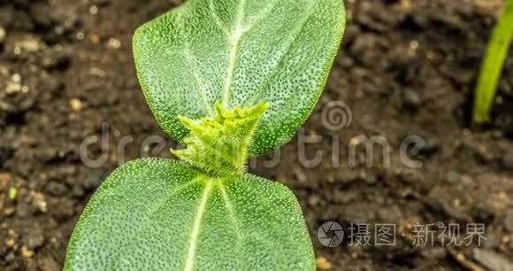 生长绿色黄瓜植株时间流逝。 延时种子生长，特写自然农业拍摄.. 蔬菜发芽