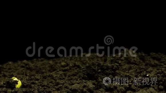 生长绿色黄瓜植株时间流逝。 延时种子生长，特写自然农业拍摄.. 蔬菜发芽