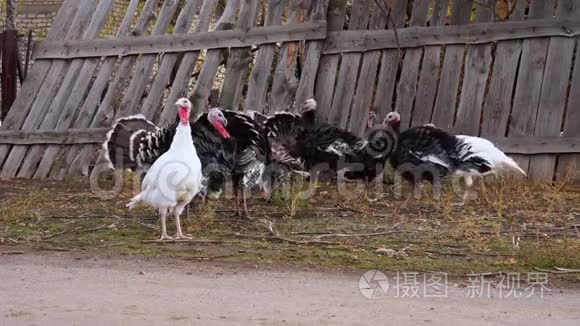 在村里家养的谷仓里放养火鸡视频