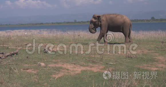 靠近一只在野外吃东西的大象