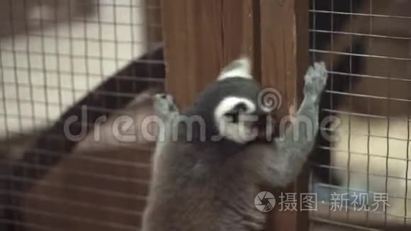 有趣的动物猫狐猴太阳浴视频
