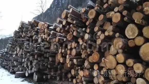 刚被砍倒的树干堆起来运输视频