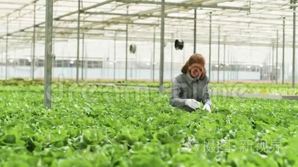 女性农学家考察绿色沙拉文化视频