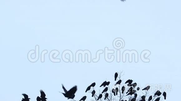 成群的黑鸟飞翔，坐在一棵慢动作的树上