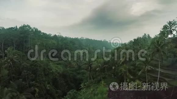 鸟瞰印尼巴厘岛戏剧性丛林视频