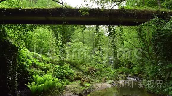 山谷野生森林历史桥水和蝙蝠视频