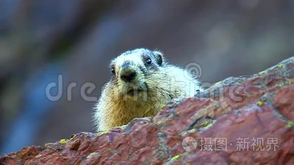 胡里·马尔莫特(Marmota Caligata)