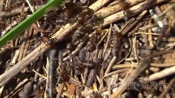 有大型森林蚂蚁的蚁穴入口特写视频