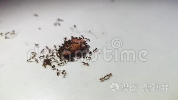蚂蚁在白色厨房地板上吃剩饭视频