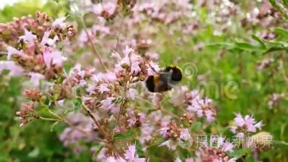 蜜蜂大黄蜂飞在一片大自然的花丛中.