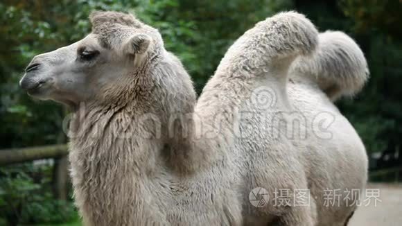 动物园里，害羞的动物骆驼在镜头前摆姿势。