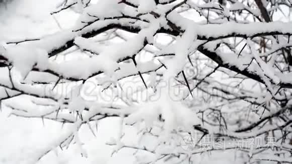 冷杉树枝上的雪视频