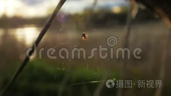 小昆虫猎人捕捉到蜘蛛网猎物特写背景可爱的领域。