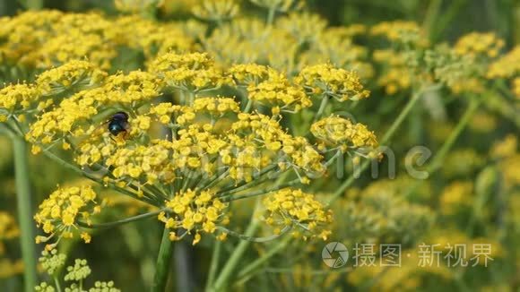 小茴香田叶片蜜蜂起飞视频