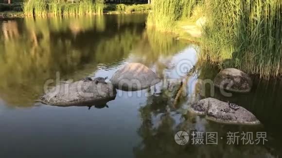 海龟栖息在湖岩上视频