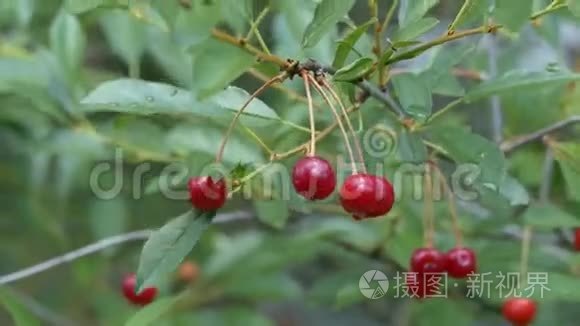 花园里雨中树上的樱桃视频