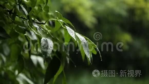 森林里的夏雨视频