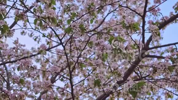 樱花在蓝天映衬下的特写镜头