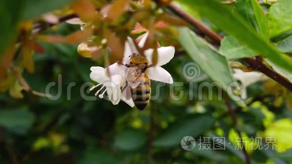 小蜜蜂花慢动作视频