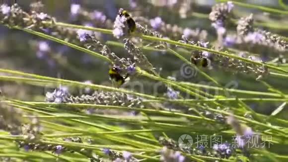 在一片田野里用大黄蜂给草本薰衣草的花朵授粉。 行动。 小昆虫大黄蜂坐着