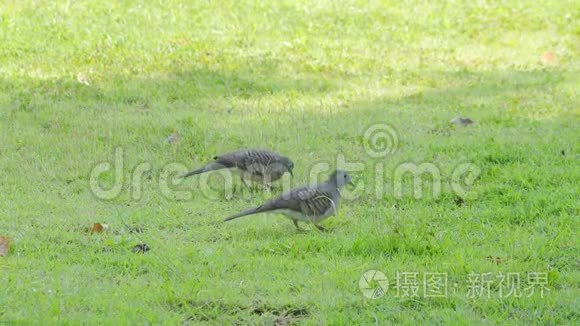 两只斑鸠在草地上寻找食物视频