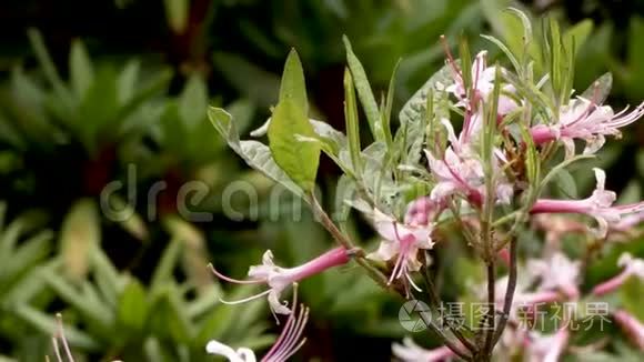 杜鹃花上的粉红色小花视频