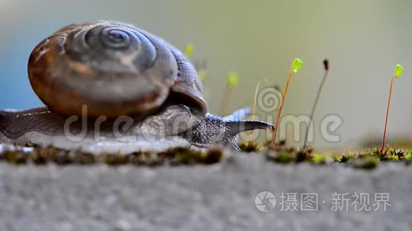 把墙上的蜗牛和苔藓封闭起来视频