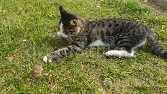 猫抓住老鼠，在草地上玩