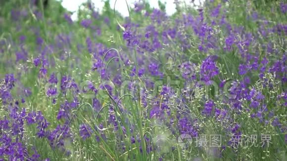 飞蜂坐在一朵花上，背景是一片盛开的野生草地。 慢动作，全高清视频，240fps，1080p。