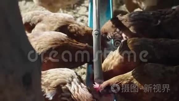 母鸡正在农村养鸡场孵蛋视频