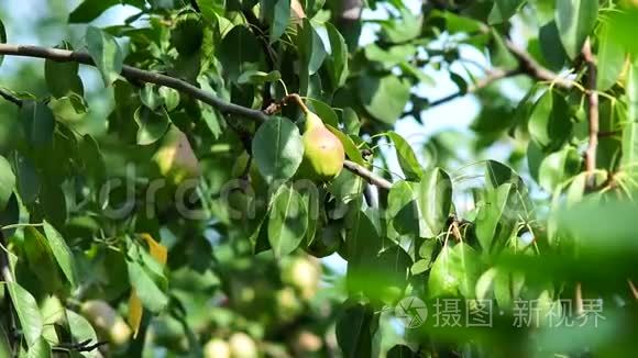 梨树的枝条挂着成熟多汁的果实 收获的时间短视频