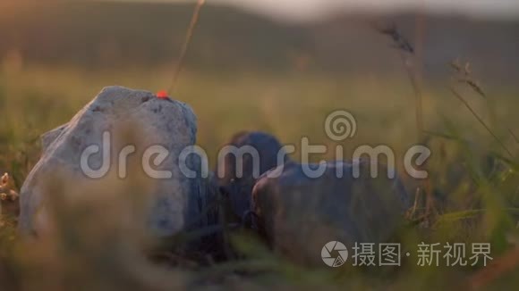 日落特写的田野草地和岩石视频