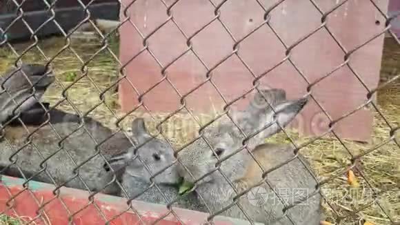 许多可爱的灰兔在笼子里吃青草视频