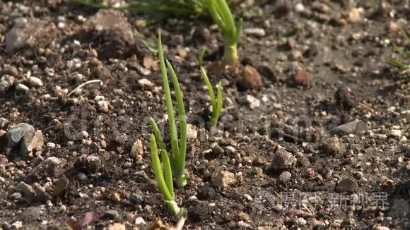 一排排生长的年轻韭菜植物视频