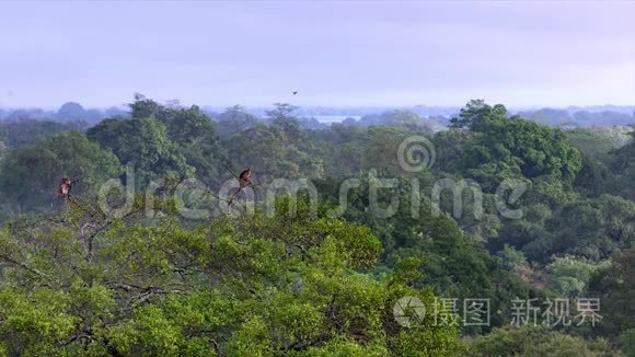 乡村风景中美丽的绿色森林视频