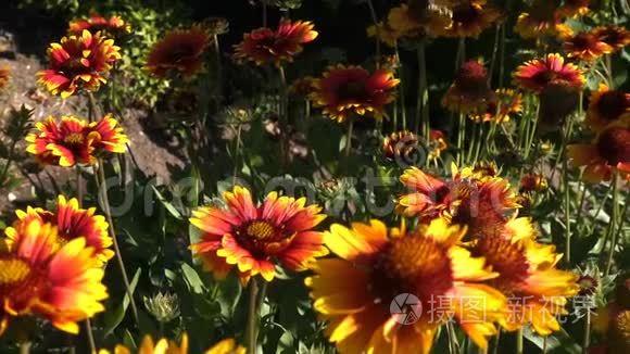 蜜蜂在美丽花朵上的慢动作足迹视频