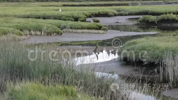 燕子在运河的草边飞来飞去视频