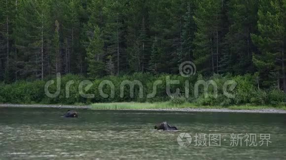 两只雌性麋鹿在水下觅食视频