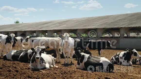 奶牛在农场里休息视频