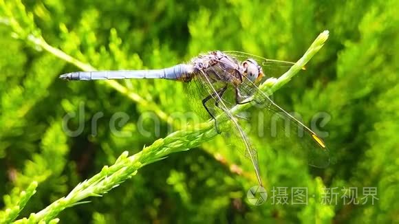 蜻蜓栖息在池塘松枝上视频