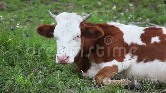 牛躺在草地上视频
