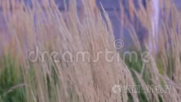 谷物植物在风中摇摆视频