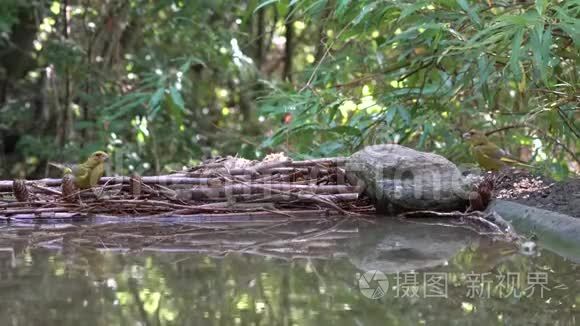 花园里的绿雀视频