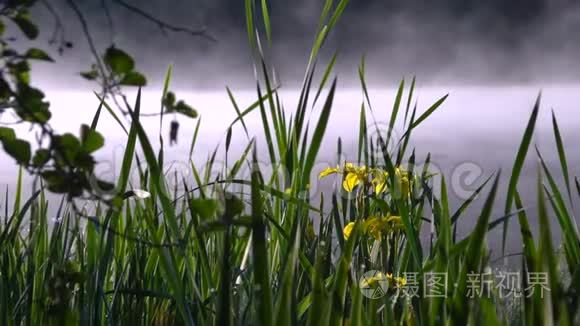 芬兰的黄花绿色植物视频