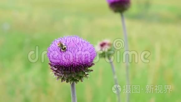 蜜蜂在紫色的花朵周围嗡嗡作响视频