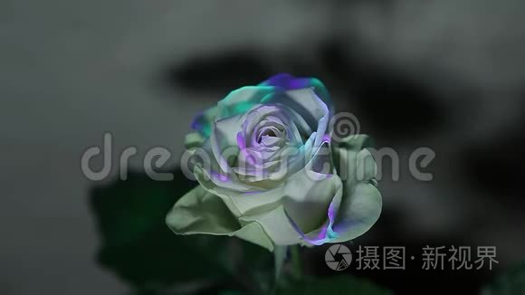 玫瑰花尖墙背景高清镜头视频