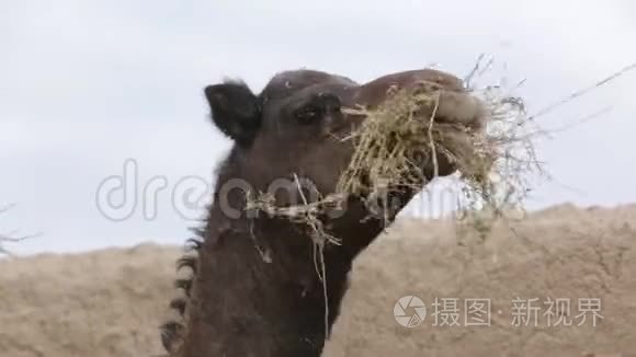 骆驼农场视频