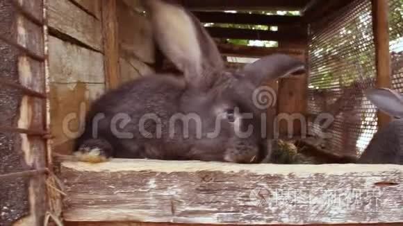 小灰兔在笼子里吃新鲜草的画像视频